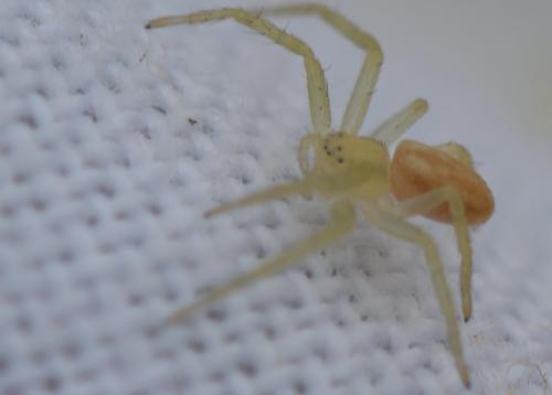 Philodromus sp.
